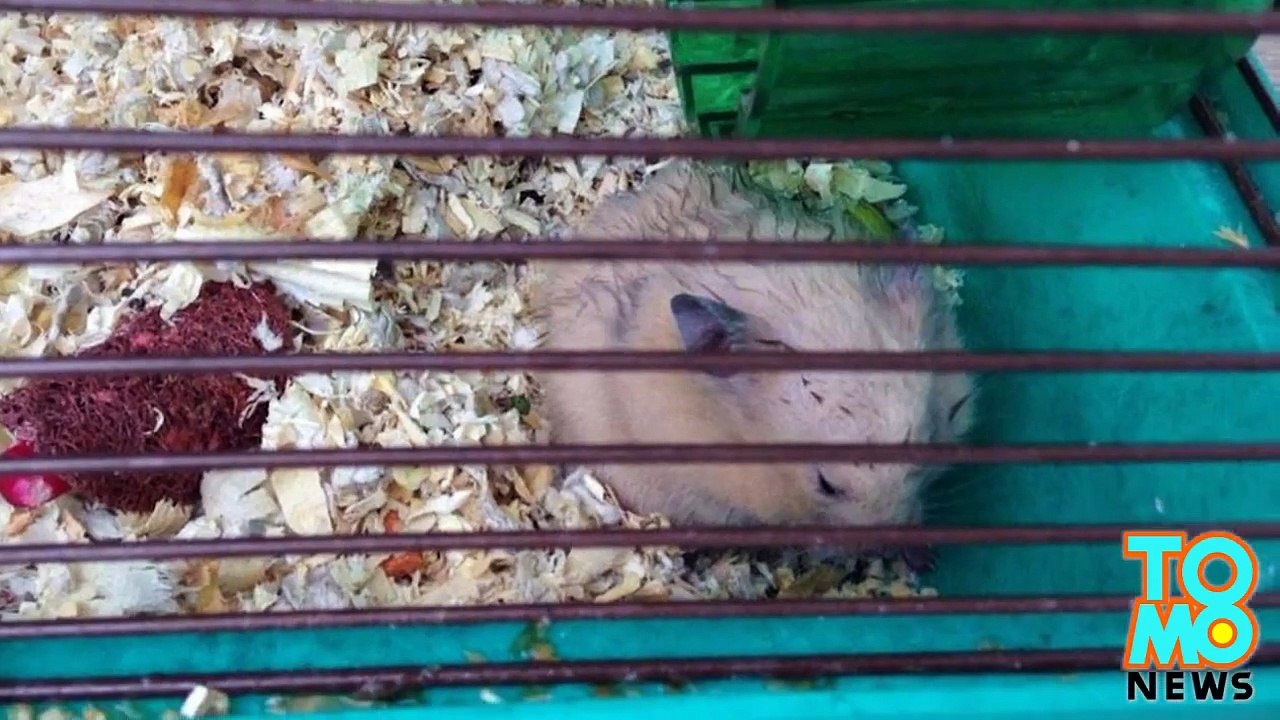 رجال الإطفاء يستخدمون أقنعة الأوكسجين لإنقاذ فئران هامستر في أوليمبيا واشنطن