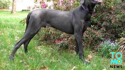 كلب يبتلع 43 جراب ونصف