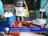 Productores de Paquera impulsan el cultivo de la guayaba Taiwanesa