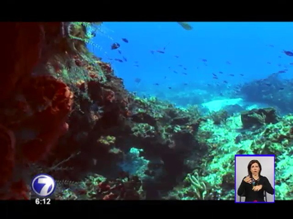 Planean estrategia para controlar peligrosa expansión de pez león