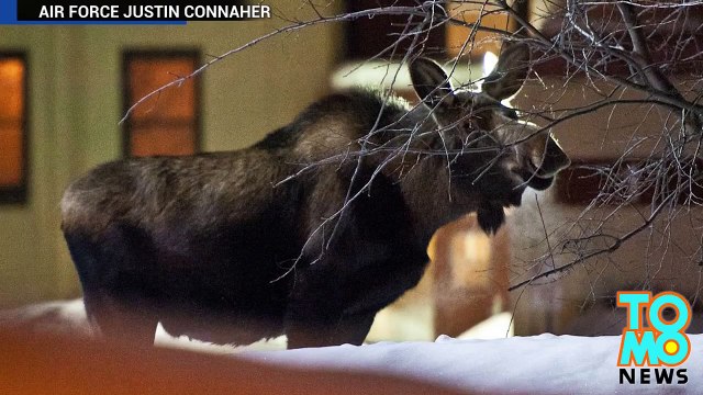 امرأة تنجو بحياتها بعد أن هاجمها دب