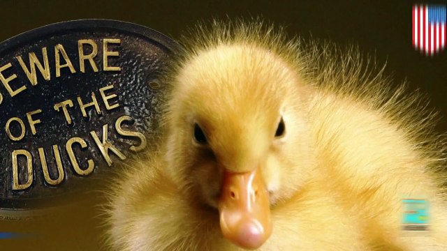 امرأة ترفع دعوى لتحصل على تعويض بقيمة 275 ألف دولار بسبب هجوم لبطة جارتها