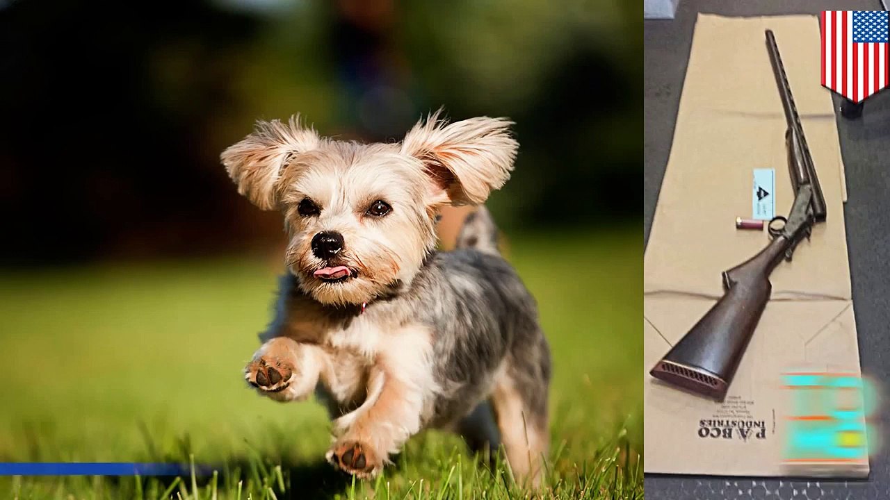 شرطة نيويورك تقتل عجوزاً أصم أطلق النار على ابنته وكلب