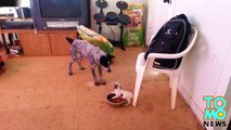 كلبة شواوا تصد كلباً ضخماً دفاعاً عن أكلها