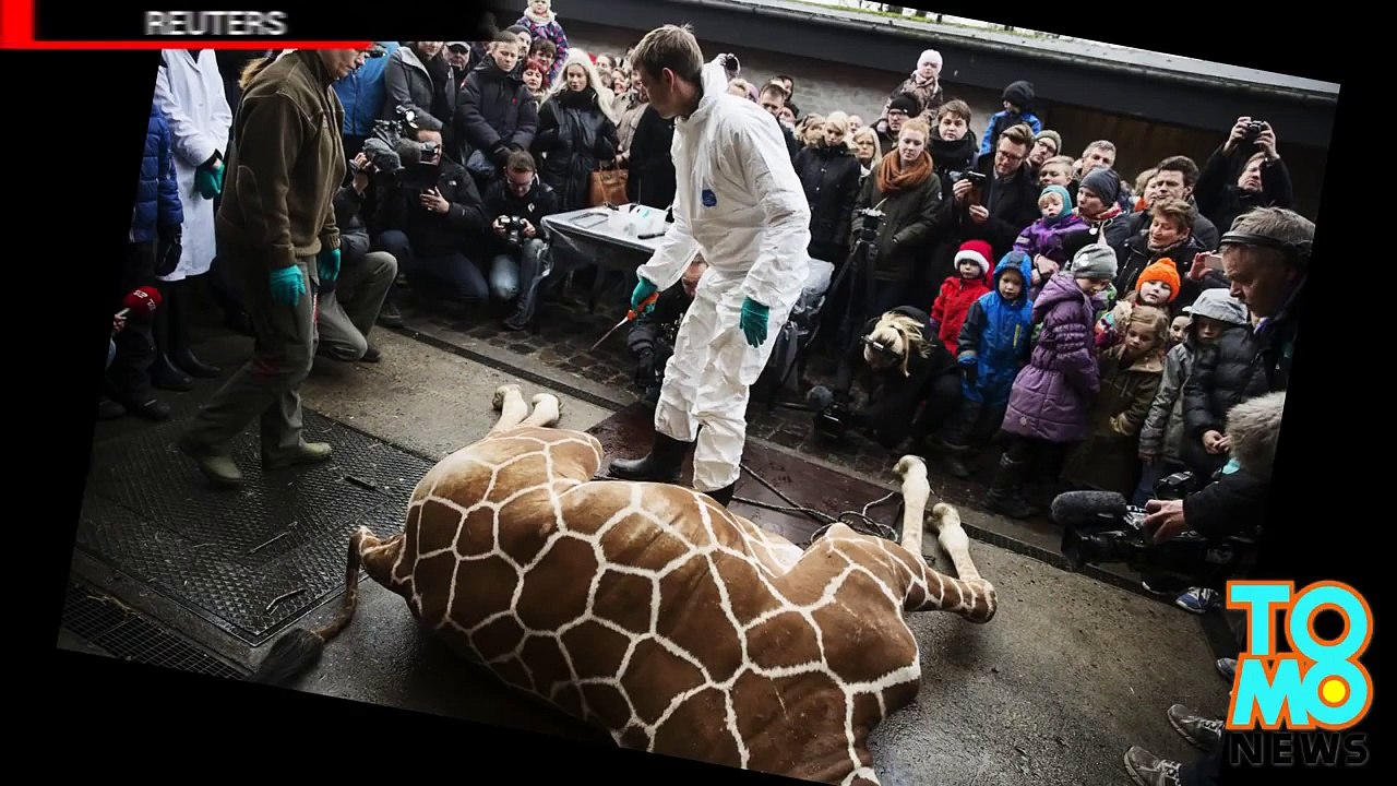 حيقة حيوان دانماركية تعدم عائلة أسود على خلفية مقتل زرافة