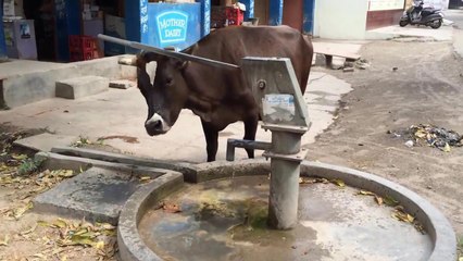 Корова -Умнейшее Животное