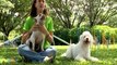 Vida de Perros: Agility y comida sana se combinan en un hotel para mascotas
