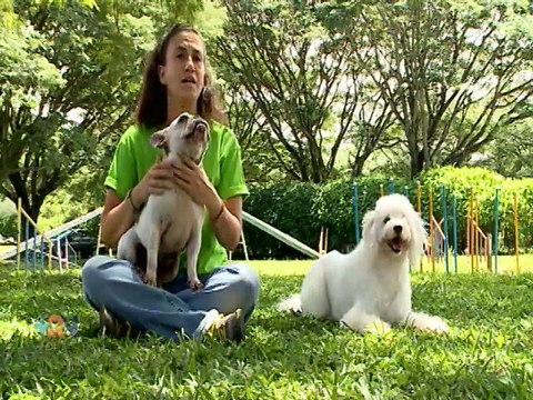 Vida de Perros: Agility y comida sana se combinan en un hotel para mascotas
