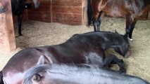 Un cheval lache des caisses en dormant!