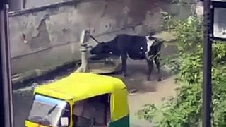 Cow Dinking Water By Herself Video