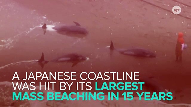 What Happened To Make 150 Dolphins Beach Themselves In Japan?
