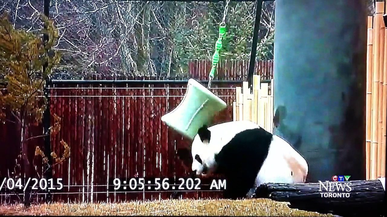 Panda bear playing around!