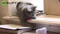 Moscú abre su primer café de gatos