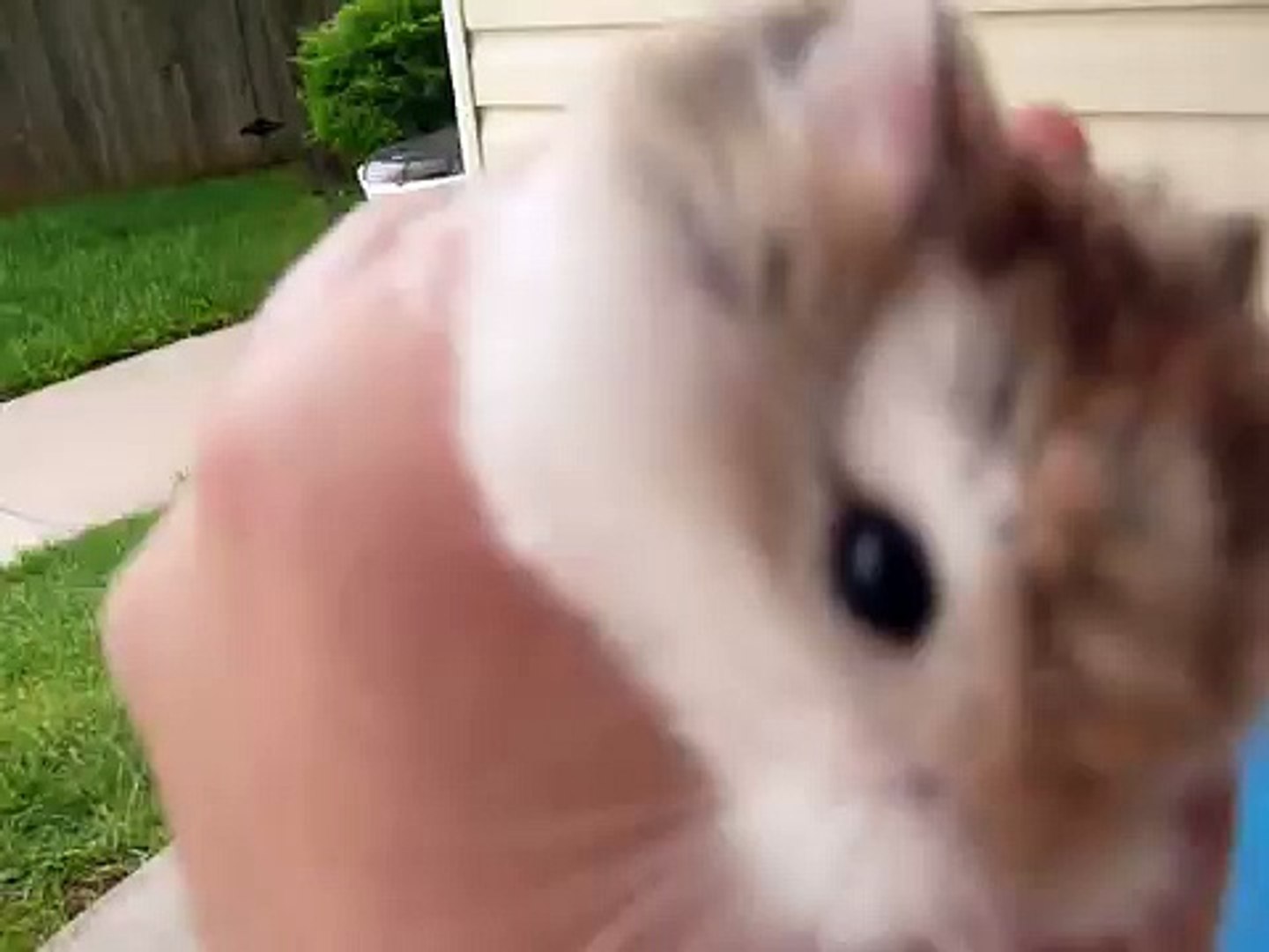 Swimming Hamsters
