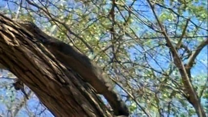 Dragons of Komodo 2001