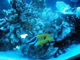 Shark feeding in fish tank