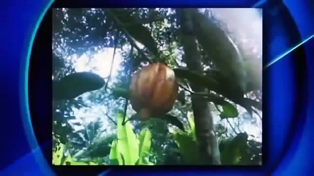 Garcinia Cambogia ~ Quickly Lose Weight, Suppress Appetite, and Boost Energy ~ as seen on Dr. Oz