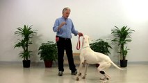 Dog Training - Deaf Great Dane - 001