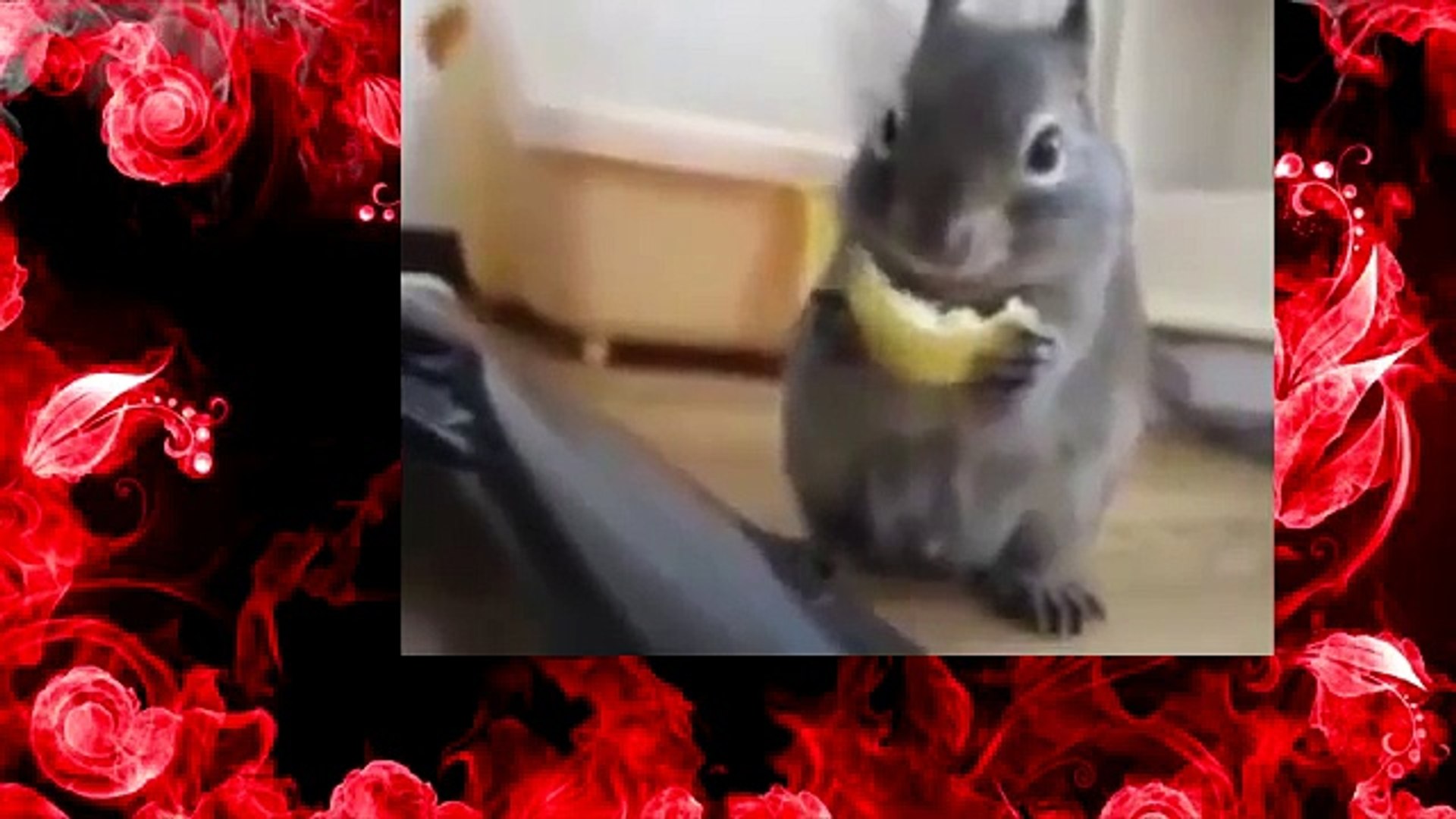 ⁣Best funny animal videos compilation 2014  Funny videos animels 2014 HOT HOT
