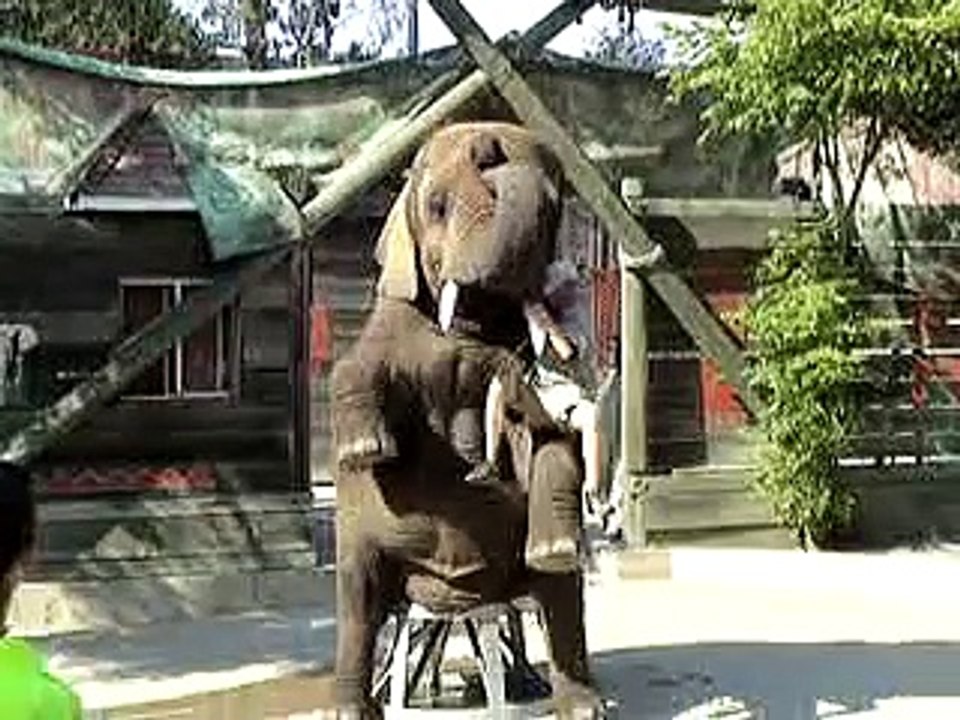 Tava the African Elephant @ Six Flags Discovery Kingdom(end)