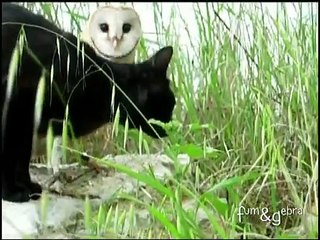 Cat and owl playing - Fum & Gebra - Perfect friendship!