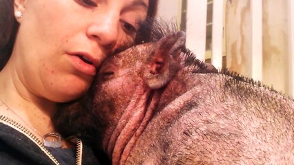 Elle chante pour reconforter son cochon