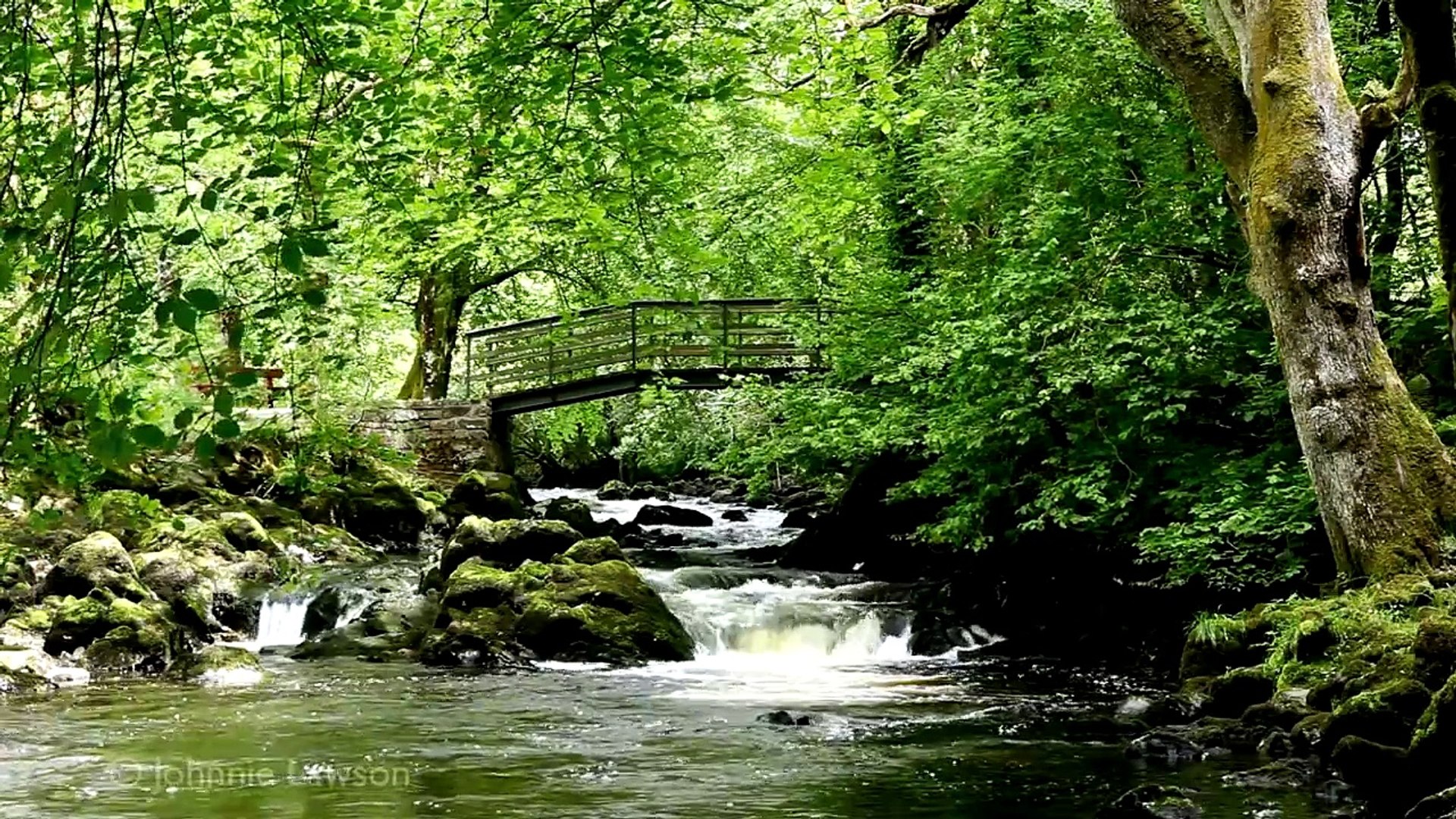 ⁣RELAXING Tranquil Music-Nature Sounds-Flowing Water-Birds Song-Grieg-klassisk musik-lugn musik
