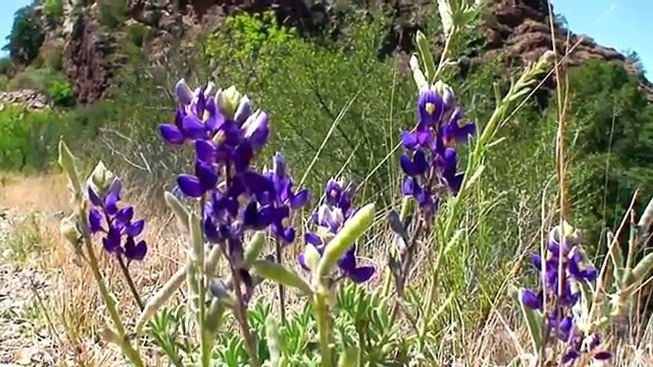 Big Bend National Park