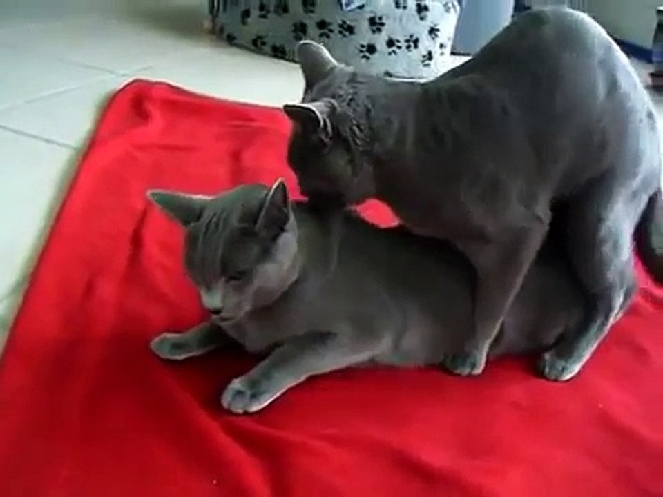 Relaciones de gatos romanticos!!! miren el final que gracioso!!