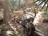 Ring-Tailed Lemurs at the Bronx Zoo
