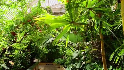 Documentaire 2013 - Au Royaume Des Plantes  Foret Tropicale