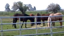 Question on when to correct Horses -Communication & feedback Discussed- Rick Gore Horsemanship