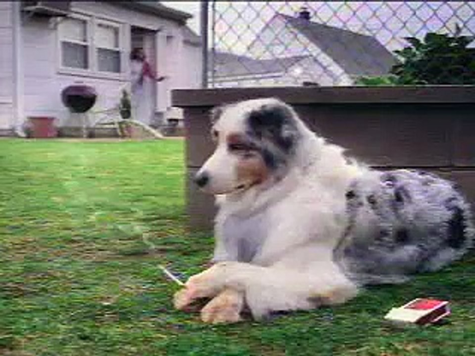 Smoking Dog You Ever Seen