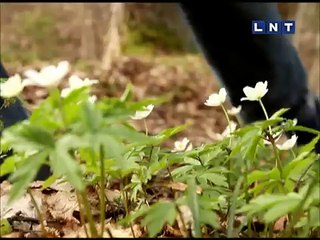 kūkas, kūkas, kūkas