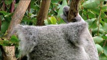 Koala Facts | Wild Animals - Planet Doc Full Documentaries