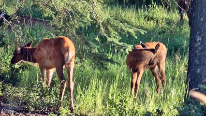 Keeping the Wild in Wildlife -- Canada's Greatest Summer Job