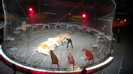 Amazing Tiger Act at Circus