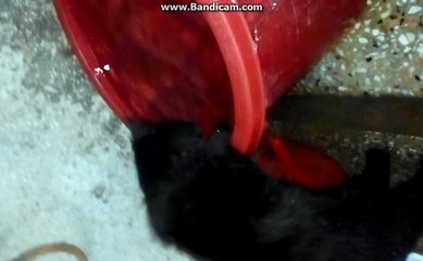 Kitten wants to Bath!!!