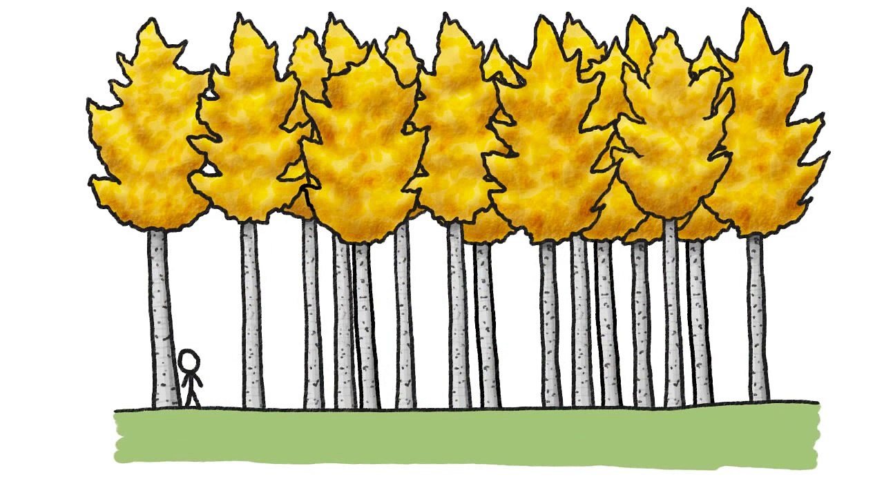 The Biggest Organism on Earth