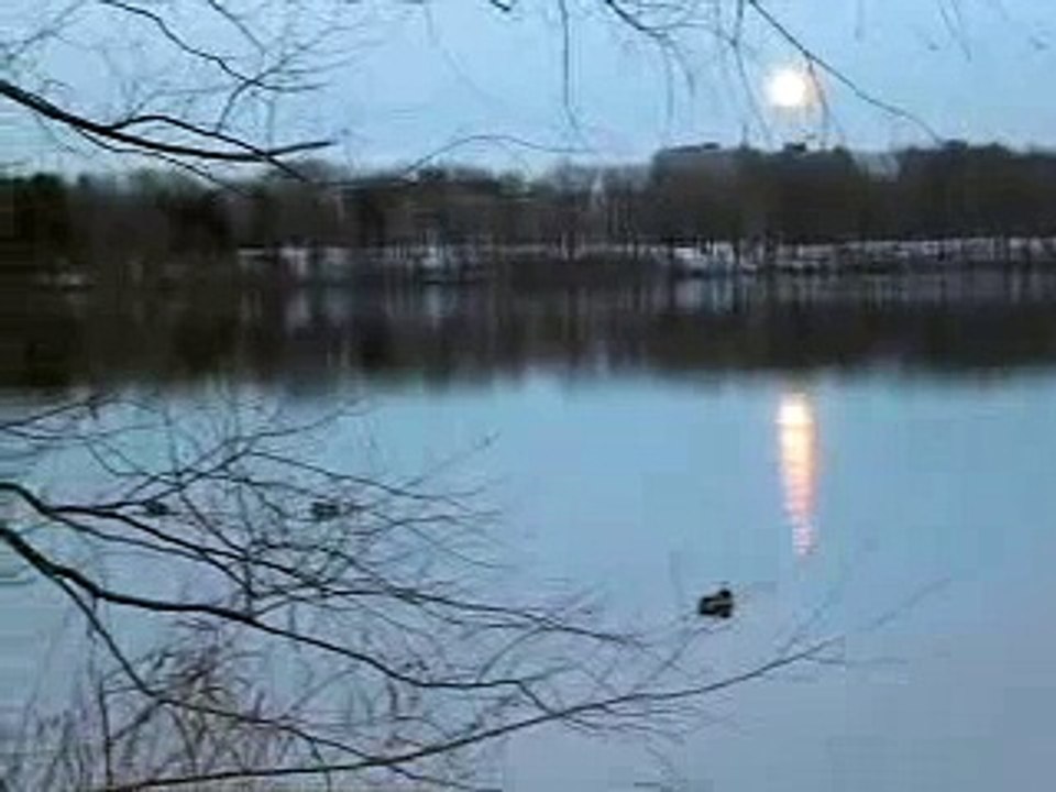 Moon Rise Ducks