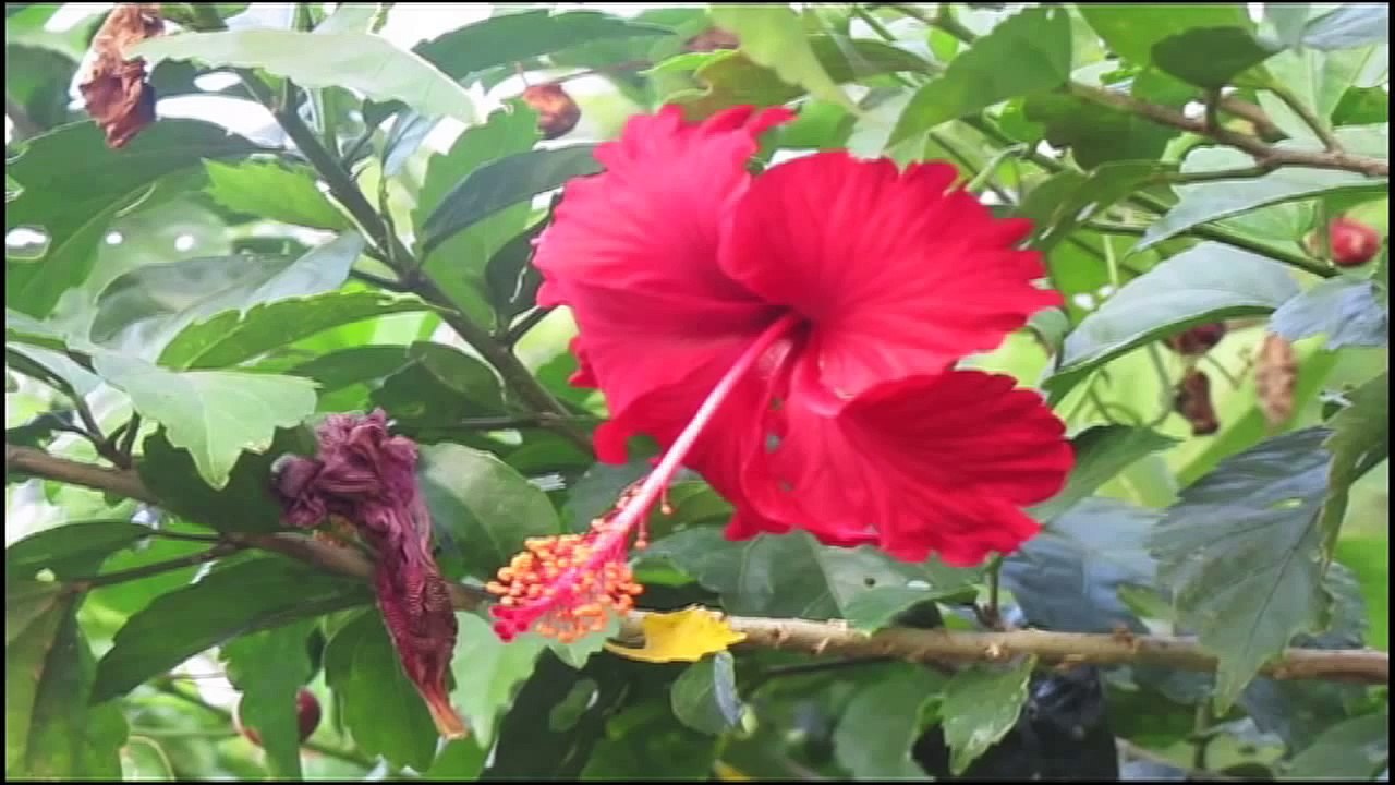 instrumental hindi songs indian violin hits sad playlist most popular collection music new latest