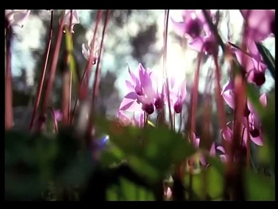 فلسطين هذا الصباح ج1 - 11/4/2015