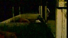 Killed the Pig