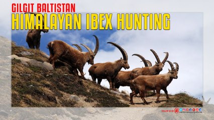 Download Video: Himalayan Ibex Hunting in Gilgit Baltistan