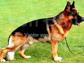 URSUS VON BATU : REPRODUCTORES TOP -By Eduardo Durán Haedo