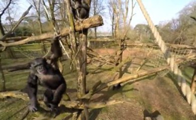 Kameradan Rahatsız Olan Maymun Rahat Durmadı