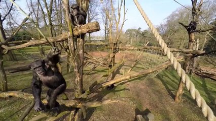 Un chimpanzé attaque un drone