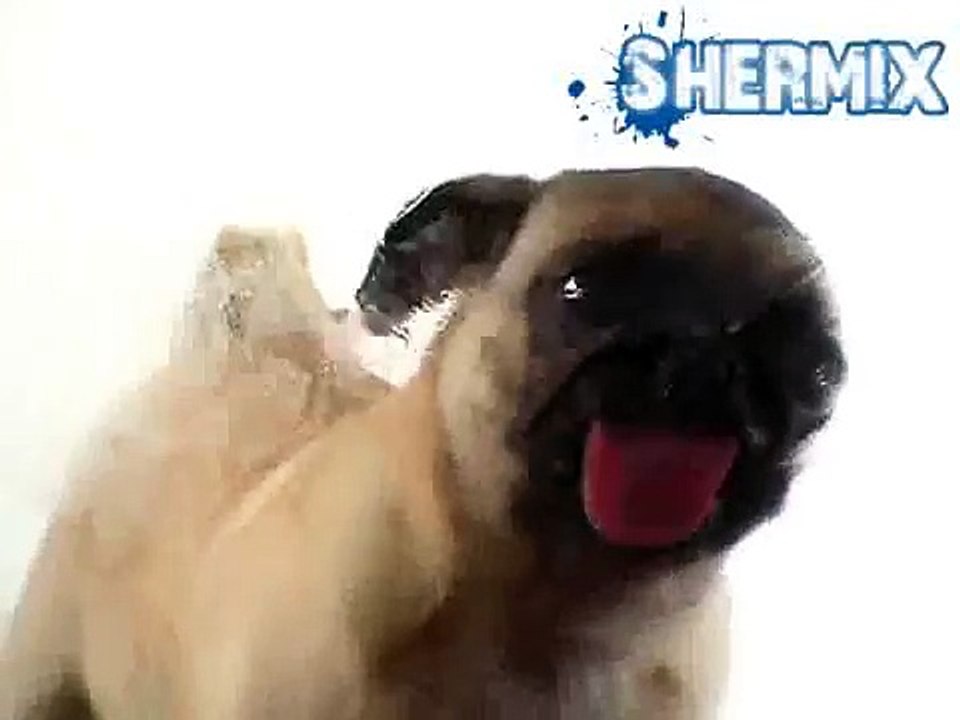Chien Chien Mignon