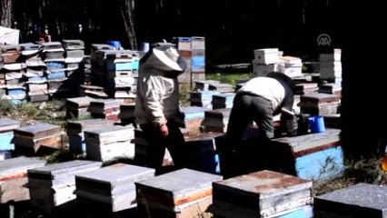 Gezginci Arıcılar Hasat İçin Dönüş Yolunda