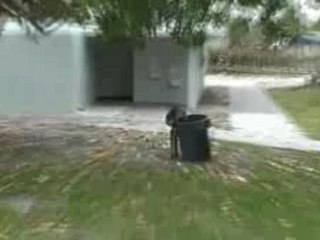 Les Ratons Laveurs de Key Biscayne